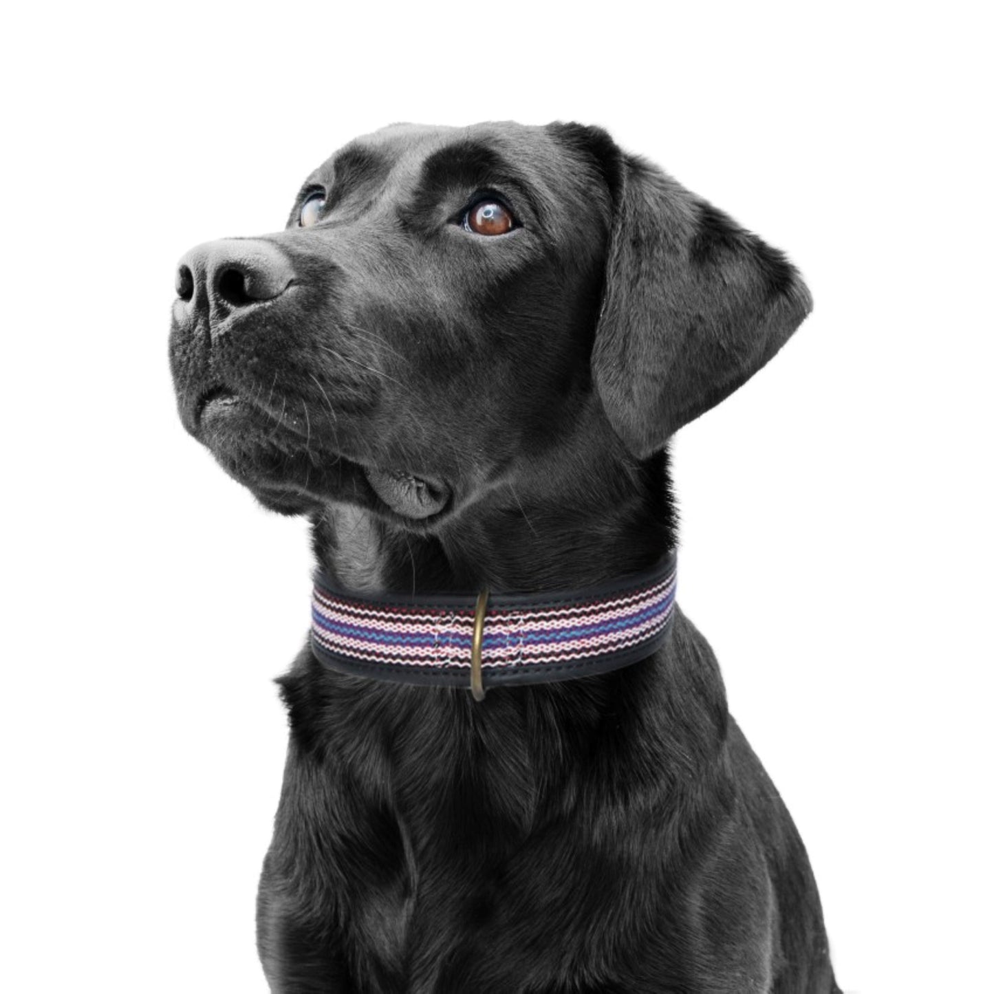 Honden halsband Cofan Zwart