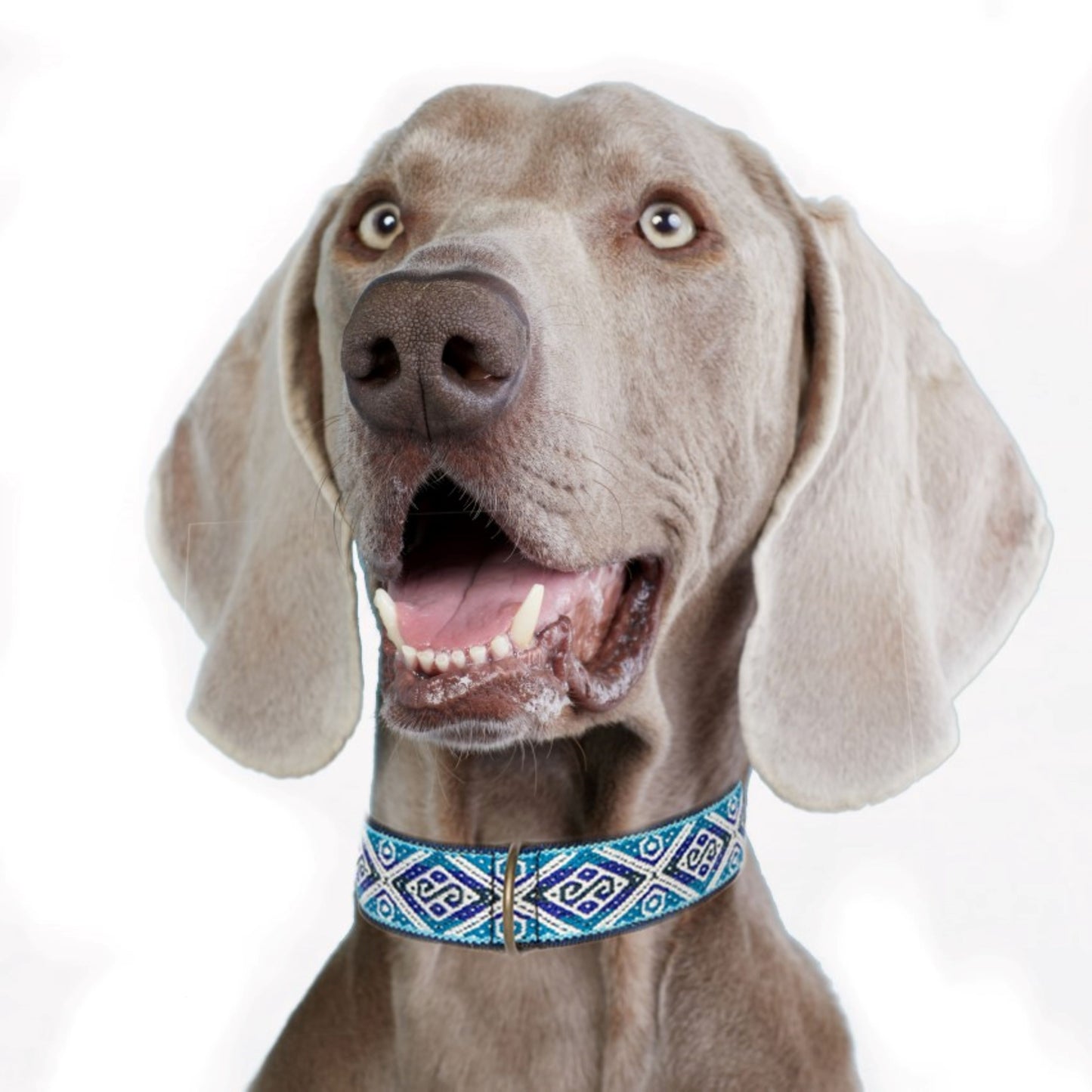 Honden Halsband Kusy Blauw